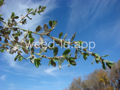 knotweed, striate